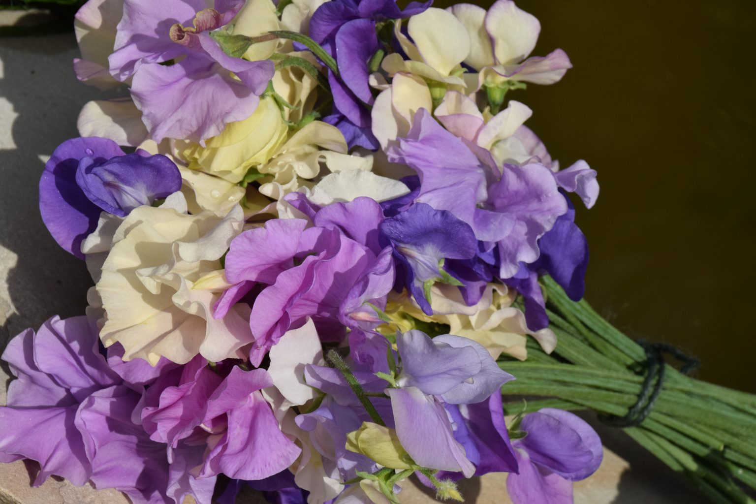 Flowers for cutting Nags Hall Gardener