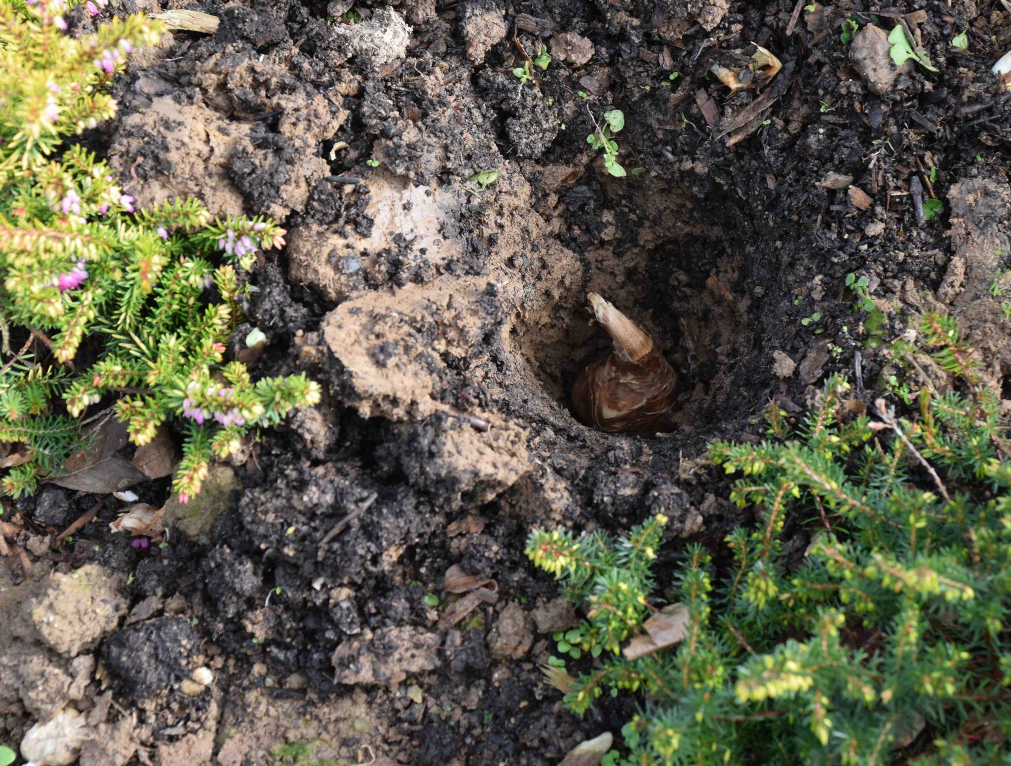 How deep should you plant bulbs? Nags Hall Gardener