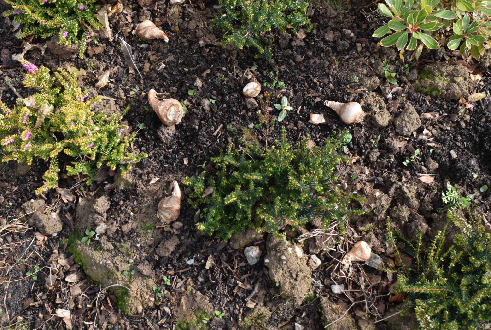 How deep should you plant bulbs? Nags Hall Gardener