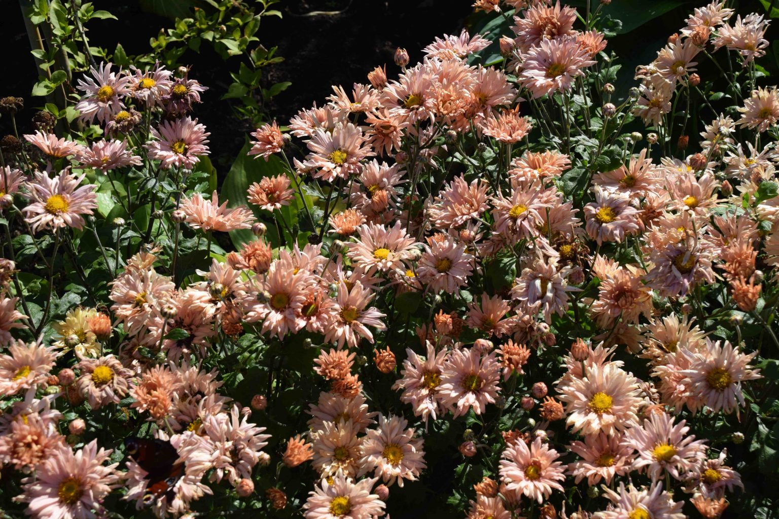 The season for chrysanthemums Nags Hall Gardener