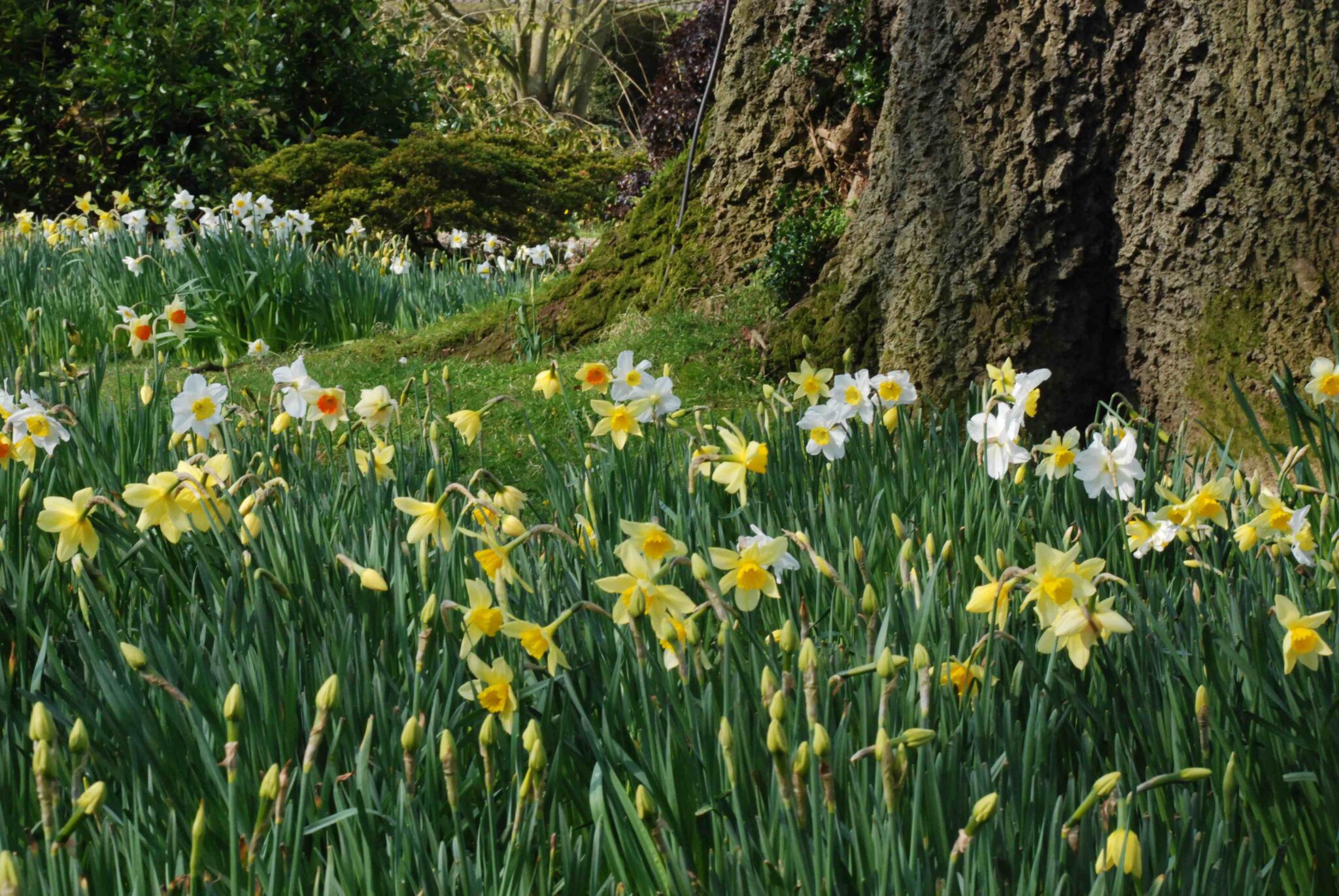 Daffodils for spring Nags Hall Gardener